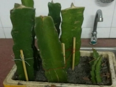 火龙果的侧芽剪下来可以扦插吗
