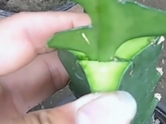 鱼骨令箭怎样嫁接