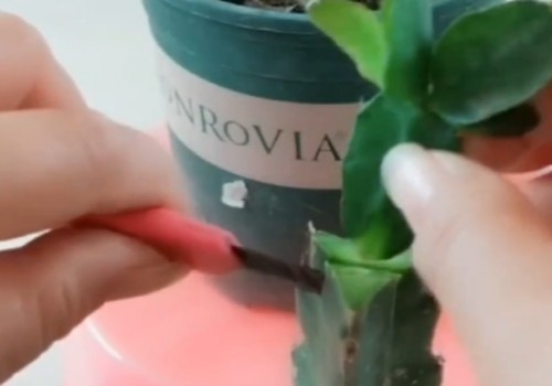 火龙果可以嫁接什么植物