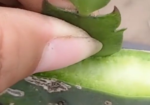 仙人掌嫁接蟹爪兰详细图解5