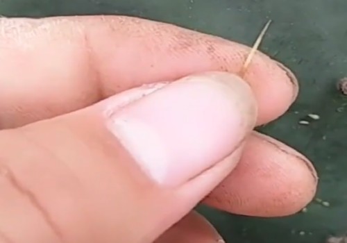 仙人掌嫁接蟹爪兰详细图解6