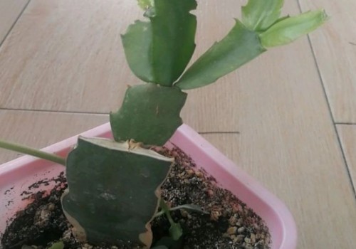 蟹爪兰什么时候嫁接成活率高