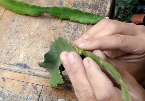 火龙果怎样嫁接蟹瓜兰