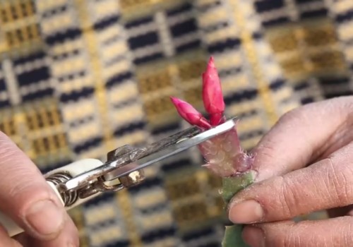 如何让蟹爪兰快速生根2
