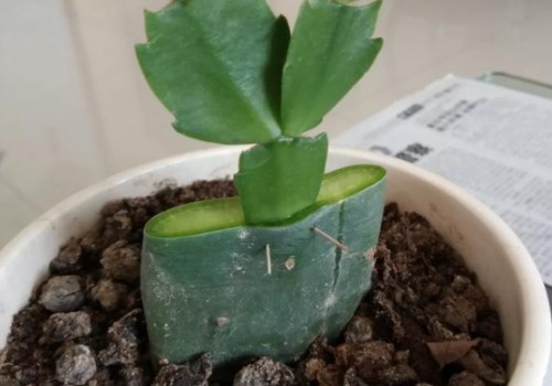 仙人掌上嫁接蟹爪兰的图片