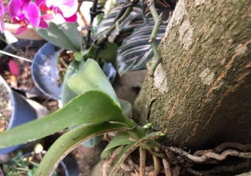蝴蝶兰的须根能发芽吗