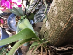 蝴蝶兰的须根能发芽吗