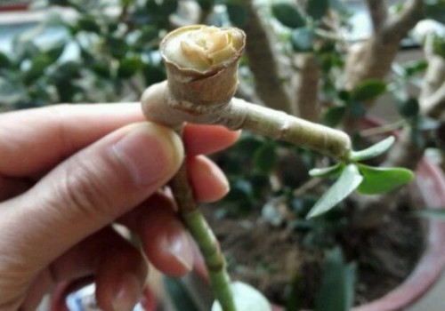 玉树断枝可以插活吗1