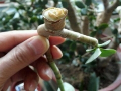 玉树断枝可以插活吗