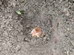 百合种球怎么催芽