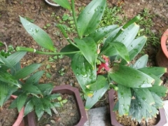 百合花可以插枝吗