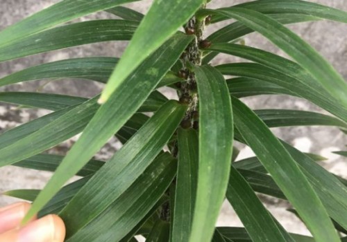 百合珠芽什么时候成熟