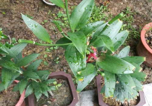 百合花可以插枝吗