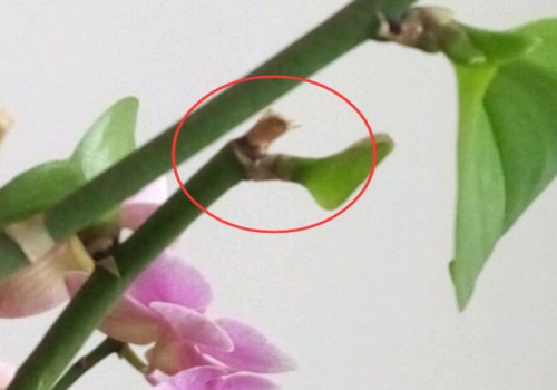怎样用花梗繁殖蝴蝶兰