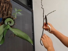 蝴蝶兰花后修剪下的花梗能扦插吗