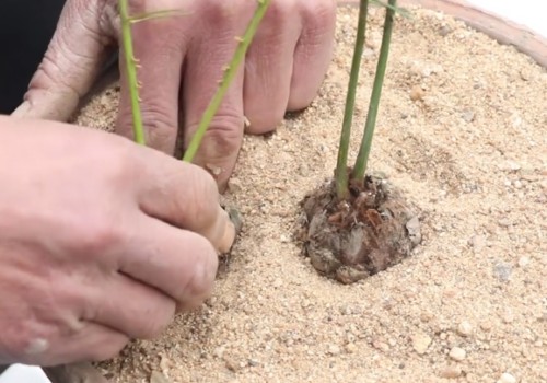 铁树芽什么时候移栽