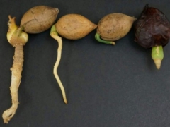 铁树种子怎么播种