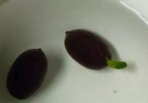 睡莲怎么发芽