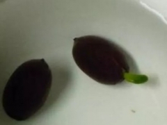睡莲种子怎么发芽