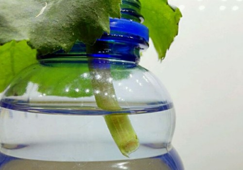 丽格海棠水插方法