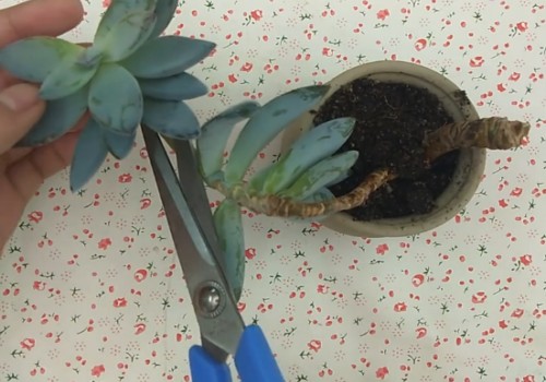 多肉只保留根系还能活吗