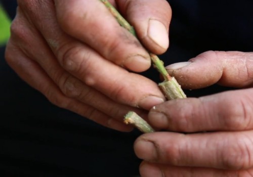 教你如何在探春上嫁接迎春