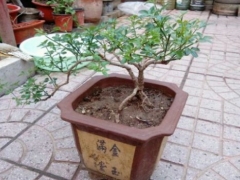 迎春花怎样繁殖