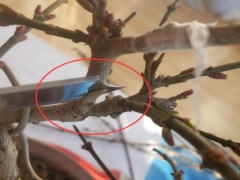 迎春嫁接时间和方法
