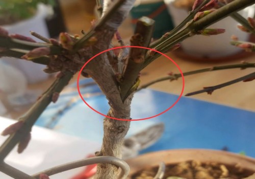 迎春嫁接时间和方法2