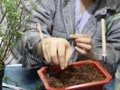 满天星如何扦插繁殖