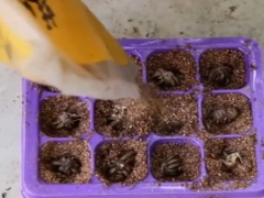 洋牡丹的播种方法