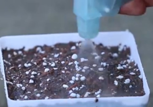 五彩石竹种子怎么种-种植方法3