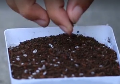 五彩石竹种子怎么种-种植方法1