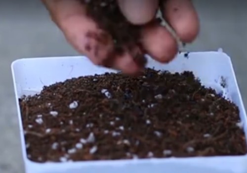 五彩石竹种子怎么种-种植方法2