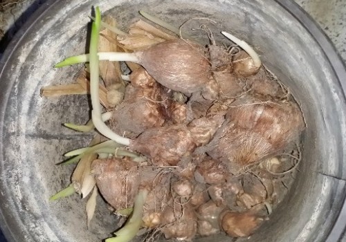 香雪兰什么时候发芽