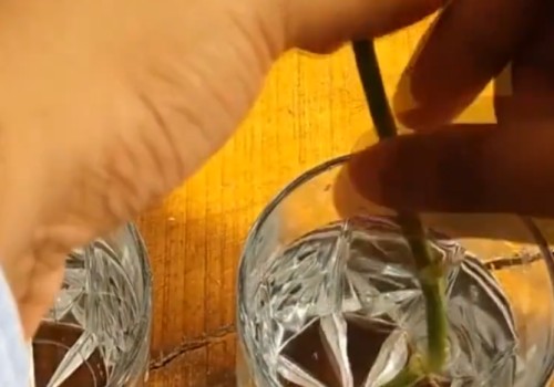 绿萝水插生根转土培的过程4