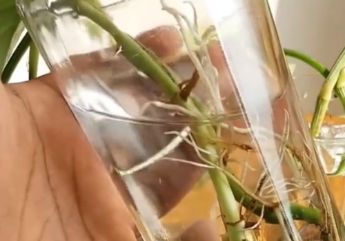 绿萝水插生根转土培的过程5