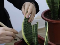 虎皮兰叶插繁殖方法