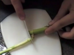 一根富贵竹怎么繁殖