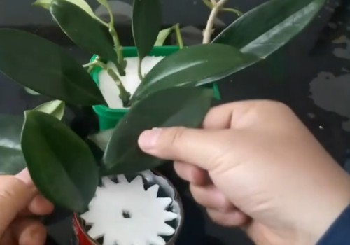 茉莉可以水培生根吗