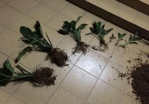 白掌怎么分株 有哪些注意事项