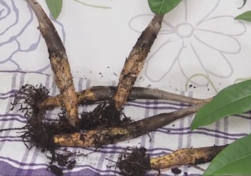 怎样培植发财树2