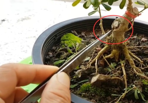盆栽小苗靠接技术1