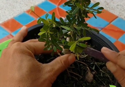 盆栽小苗靠接技术2