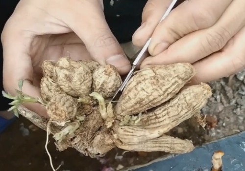 发芽的大丽花种球怎么处理