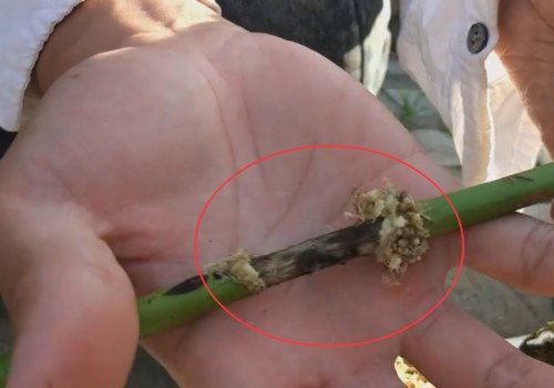 扦插或环剥的月季不生根怎么办1