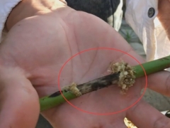 扦插或环剥的月季不生根怎么办