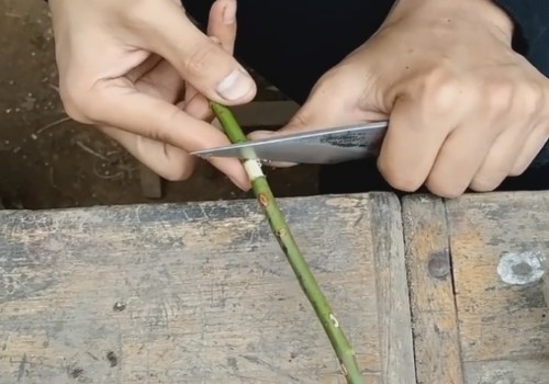 月季高压繁殖多久长根3