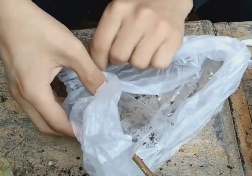 月季高压繁殖多久长根4