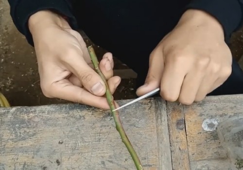 月季高压繁殖多久长根2